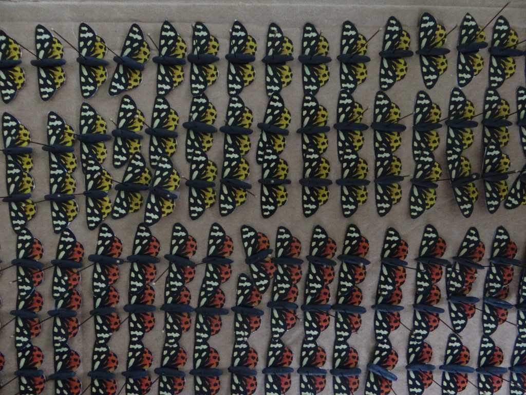 Moth lookalikes made to study warning coloration efficiency.