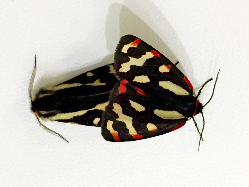 A mating pair caught in action.