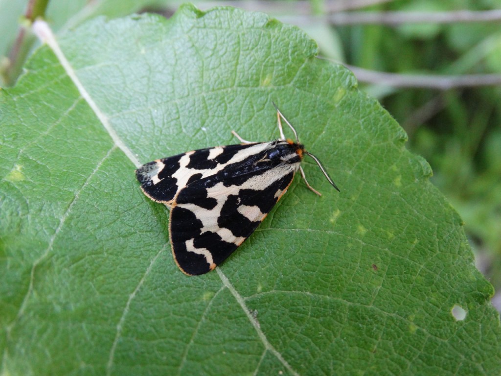 A white male wood tiger moth on a leaf.