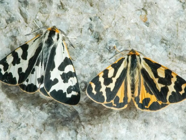 Melanie rewarded academy research&nbsp;fellowship